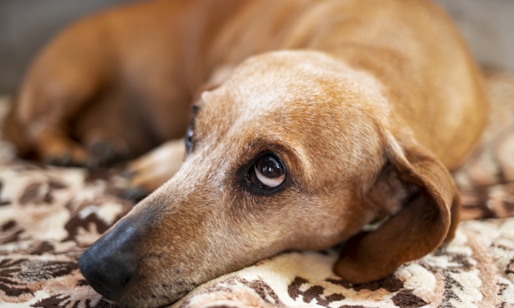 Epatite cronica da accumulo di rame nel cane, un difetto congenito